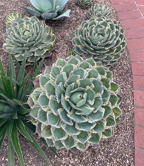 Cream spike agave (Agave applanata ‘Cream Spike’). This small agave,...