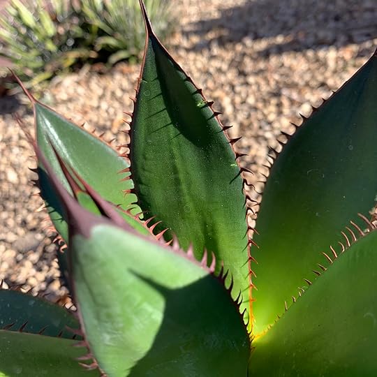 Bristly agave (Agave horrida). This Mexican Agave grows to 2...