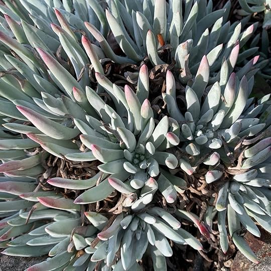 Chalk lettuce (Dudleya edulis). A native to Southern California and...