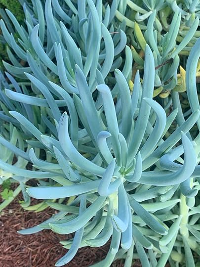 Blue finger (Senecio mandraliscae). This South African succulent thrives in...