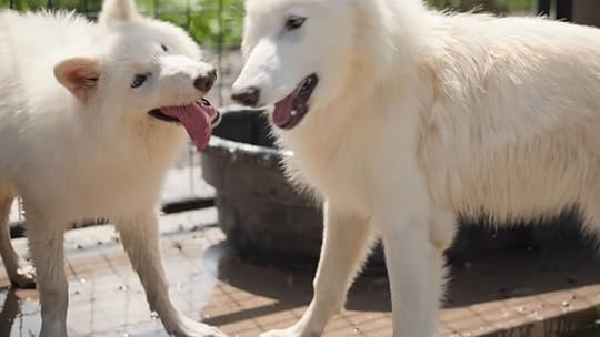 dire wolves saved from extinction meet for the first time (1)