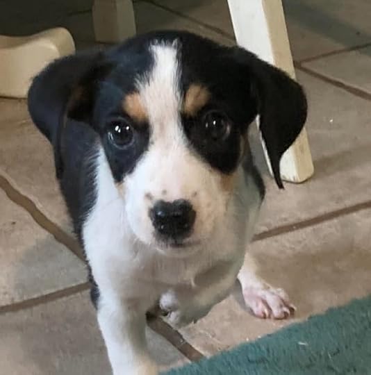 tri-colored puppy in kitchen