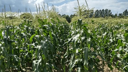 A field of Corn ready to harvest