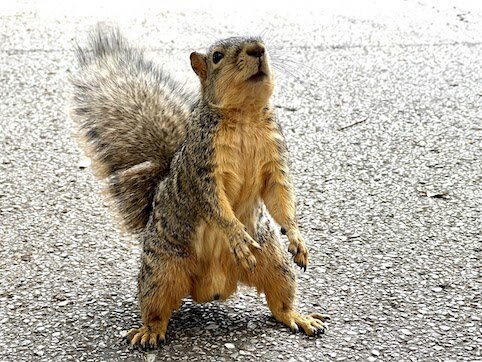 A squirrel on its hind legs looking deceptively cute and pet-able.