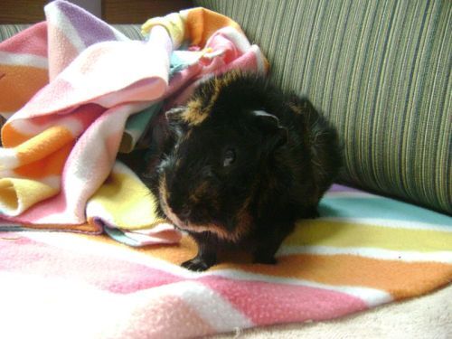Rachel E Smith guinea pig Wisting