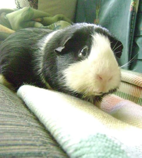 Rachel E Smith guinea pig Thorfinnur (Thorfy)