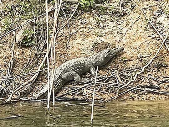 crocodiles on a rainforest river bank