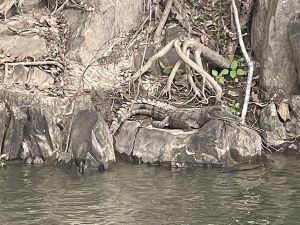 Crocodiles along a rainforest river