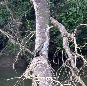 Heron, crocodile, duck, and fish