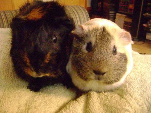 Rachel E Smith guinea pigs Wisting and Dagmar