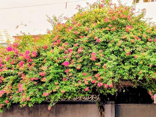 Bougainvilleas in bloom