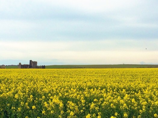 Pittulie Castle - one of the nine castles of the knuckle