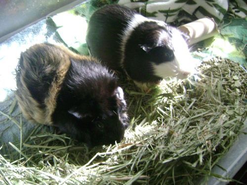 Rachel E Smith guinea pigs Hen Wen and Thorfy