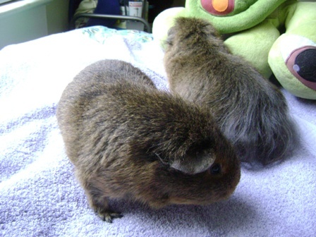 Rachel Smith guinea pigs Twiglet, Pammy
