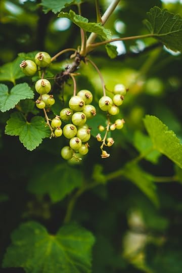 green round fruit in close up photography