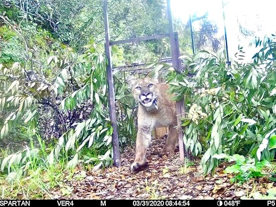 This image has an empty alt attribute; its file name is martins-trap.jpeg