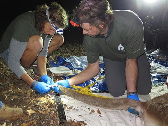 This image has an empty alt attribute; its file name is dr.-quinton-martins-right-and-resource-ecologist-jennifer-potts-left-take-measurements-of-female-mountain-lion-p1-at-time-of-collaring-october-2016.jpeg