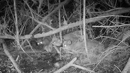 This image has an empty alt attribute; its file name is martins-p49-with-kittens.jpg