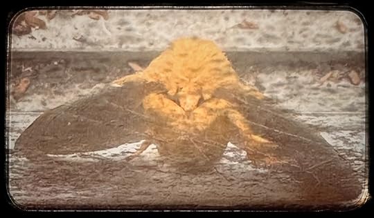 Moth 2 Face 8282025.jpg