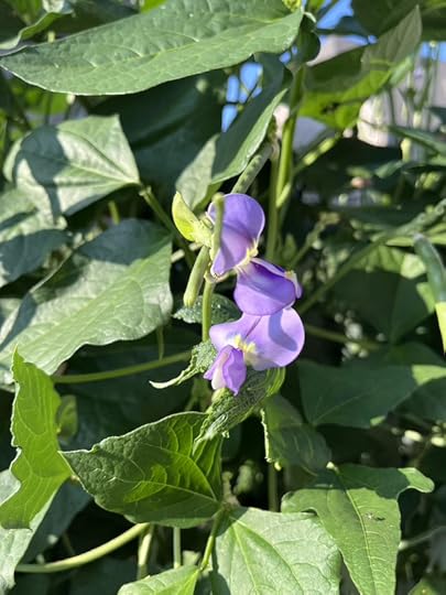 six-week peas purple bloom