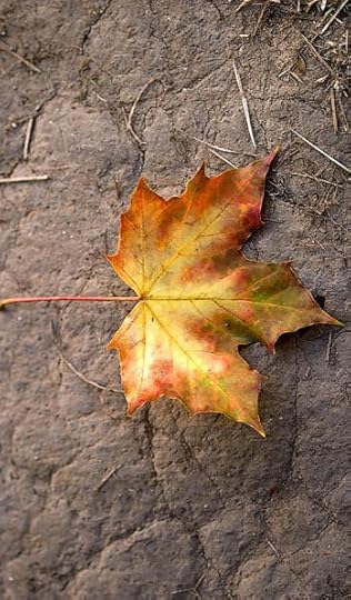 One fallen leaf....