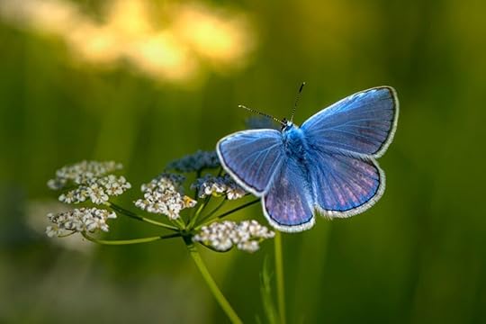blue butterfly