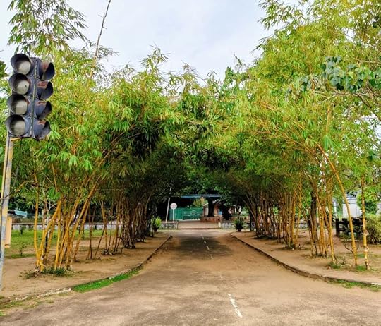 A Sanctuary of Bamboos