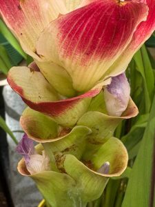 a pink and yellow flower with a big bloom at the top and cubbies making their way to the roots