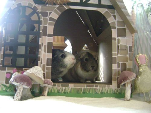 Rachel E Smith guinea pigs Camille and Dagmar