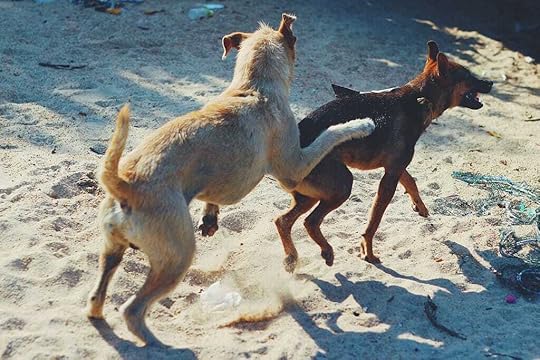 a couple of dogs playing in the sand