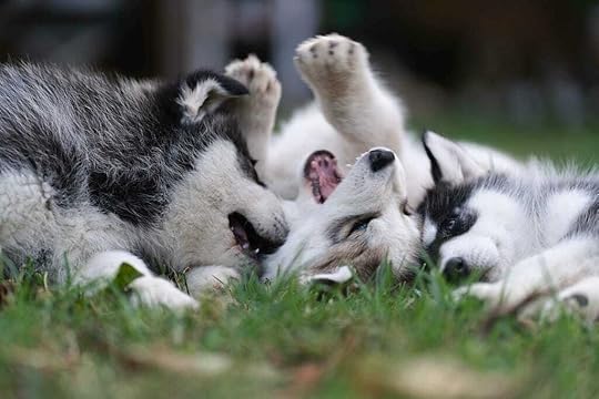 a couple of dogs laying on top of a lush green field