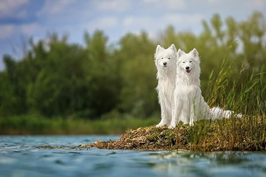 a couple of white dogs sitting on top of a small island