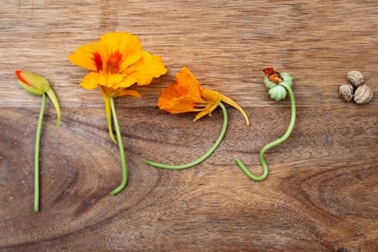Nasturtium bloom from bud stage, bloom, fading and seed