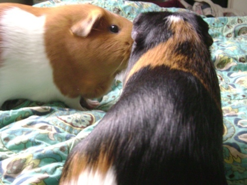 Rachel E Smith guinea pigs Pickles and Belvedere