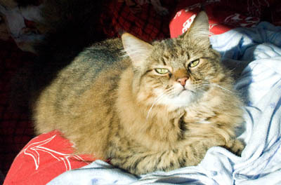 A brown Tabby looks up at the sunshine