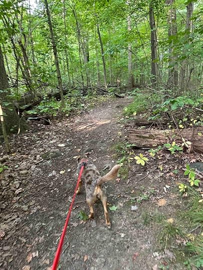 Tulip Trail at Charles McClue Nature Reserve