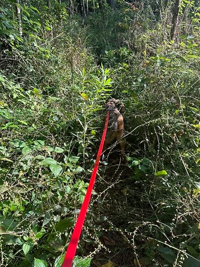 overgrown section of Long