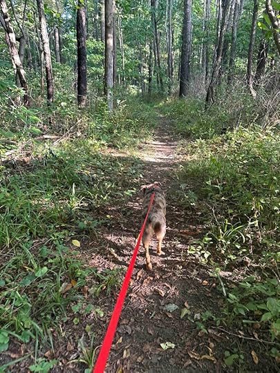 heading toward pine trees at Charles McClue Nature Reserve