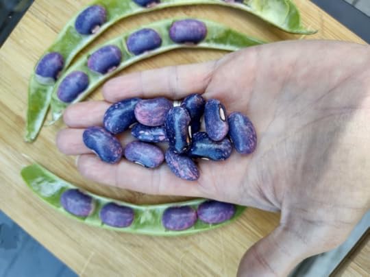 Freshly shelled scarlet runner beans in a hand