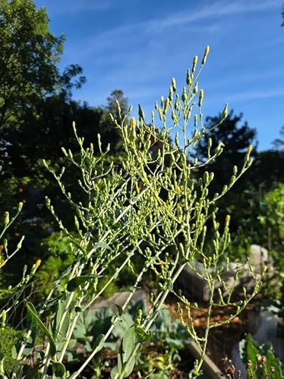 Lettuce plants going to seed