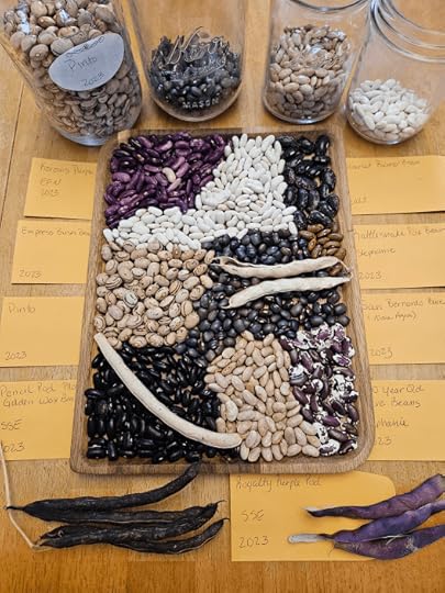 many varieties of beans laid out on a tray with labeled seed envelopes