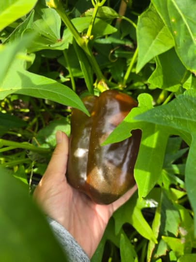 A chocolate bell pepper growing on a plant.