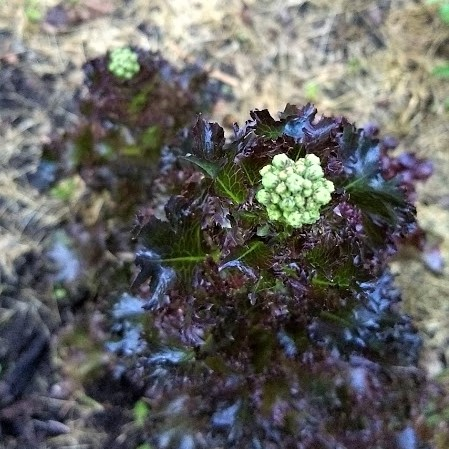 A red lettuce just starting to set flower buds