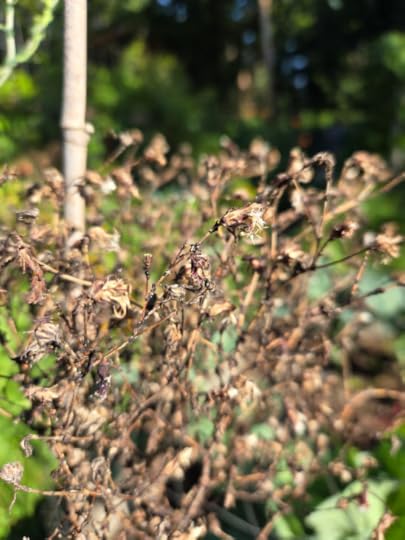 Red Lettuce plants after flowering with mature seeds ready for harvesting.
