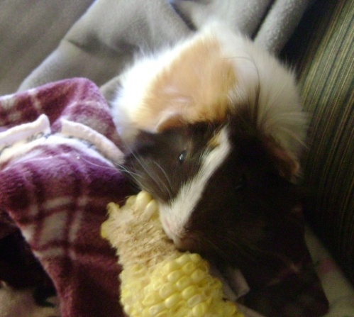 Rachel E Smith guinea pig Snuffy