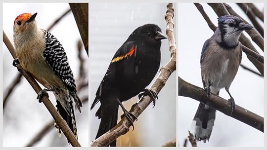A trio of birds (red-bellied woodpecker, red-winged blackbirds, and a blue jay are hanging out together in my fig tree on a rainy winter's day.
