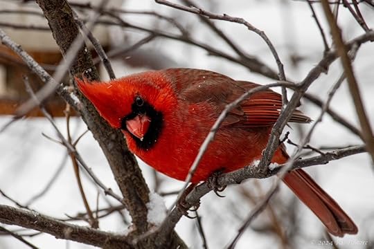 A northern cardinal watching me from a branch during winter.