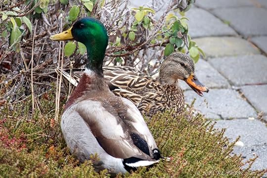 Two mallard ducks are hanging out in a bed of thyme on an early spring day.