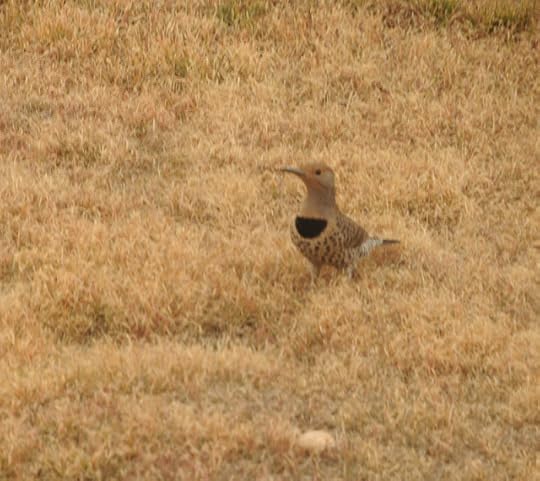 Northern Flicker