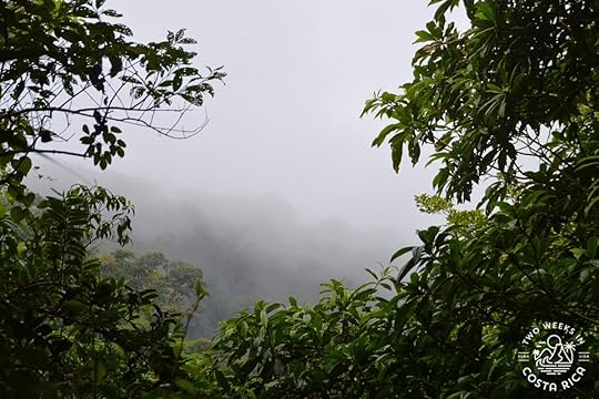 misty clouds in the forest